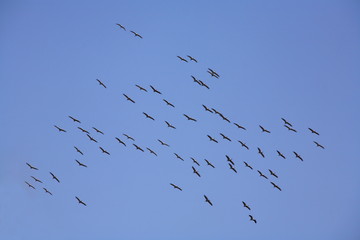 A Flock of Cranes, Grus grus, at Velavadar sanctuary, Gujarat, India.
