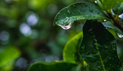 Water drop on a tree leaf