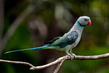 this is a side view of a malabar parakeet