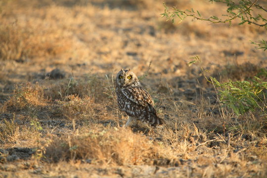 Short eared owl, Asio flammeus at little Rann of Kuchh, Gujrat, India.