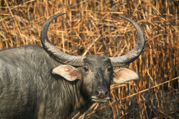 Wild Baffalo, Bubalus arnee, at Kaziranga National Park, Assam, India.
