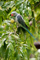 the malabar pigeon is eating a grape