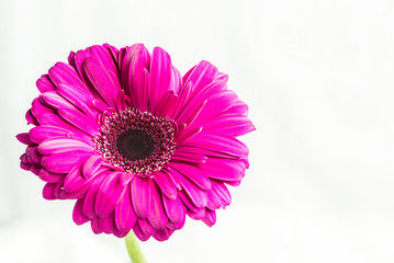 Isolated Pink Gerbera Daisy