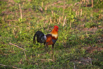 Red jungle fowl, Gallus gallus at Kaziranga National Park, Assam, India.
