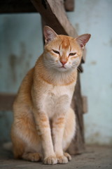 Naklejka na ściany i meble Domestic cat, Felis catus, at Assam, India. 