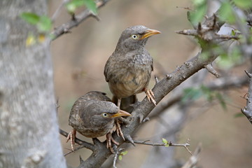A Pair of Jungle Babblers (Turdoides striatus) is a widespread resident in India