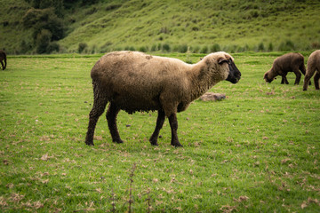 sheep in the field in a cloudy day