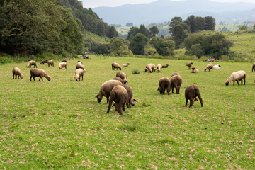 flock grazing in the field