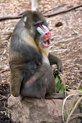 the mandrill is sitting on a rock