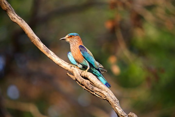 The Indian Roller (Coracias benghalensis), was formerly locally called the Blue Jay. It is a member of the roller family of birds, Kanha National Park, Madhya Pradesh, India