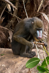 the mandrill is sitting on a rock
