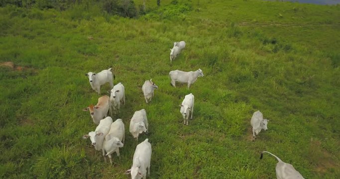 Aerial view of livestock farms in agro-extractive settlement.. Par&aacute;, Brazil