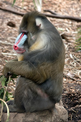 this is a side view of a mandrill