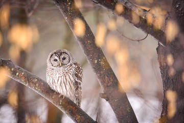 Barred Owl on a Branch
