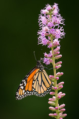 Monarch Butterfly on Pink Flower