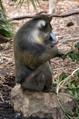this is a side view of a mandrill eating