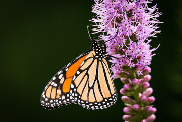 Monarch Butterfly
