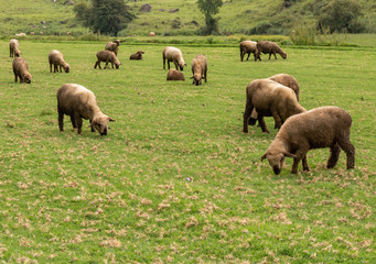 Fototapeta premium flock grazing in a summer day