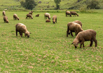 flock grazing in a summer day