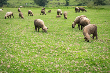 sheep grazing in the field