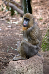 this is a young mandrill on a rock