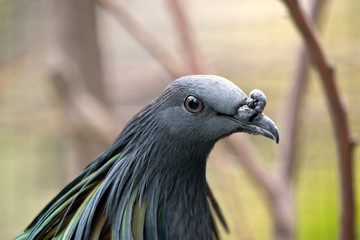 this is a close up of a nicobar pigeons