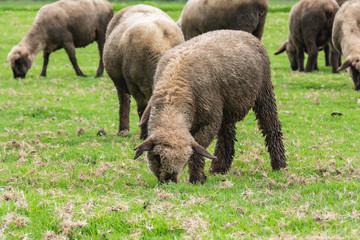 Fototapeta premium young sheep grazing in the field