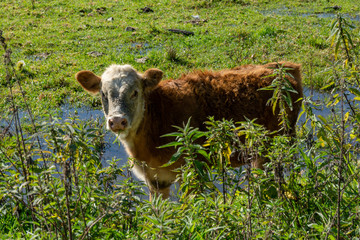 Young hereford caw feeding in the field