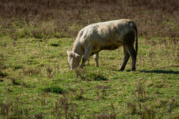 White cow feeding in the field early in a winter morning