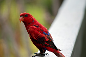 this is a side view of a red lory