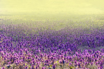 Obraz premium lilac flowers in the spring meadow, spring background
