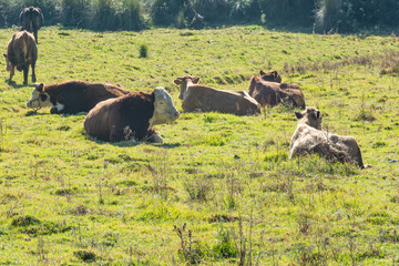 Some cows taking a sunbath in a autumn morning