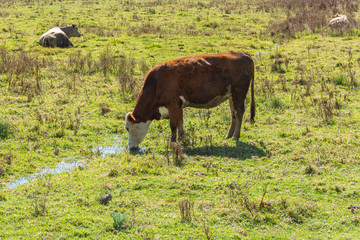 Hereford cow drinking water in the field