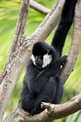 the white cheeked gibbon is resting in a tree