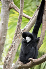the white cheeked gibbon is resting in a tree