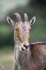 Nilgiri Thar, Hemitragas hylocres, at Eravikulam National Park, Munnar, Kerala, India
