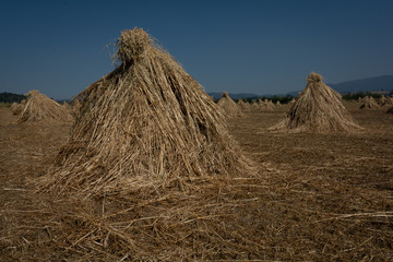 Harvest oat drying in the field.