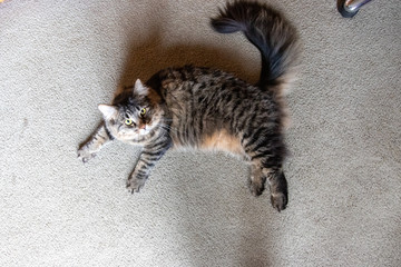 Fototapeta na wymiar cat on floor