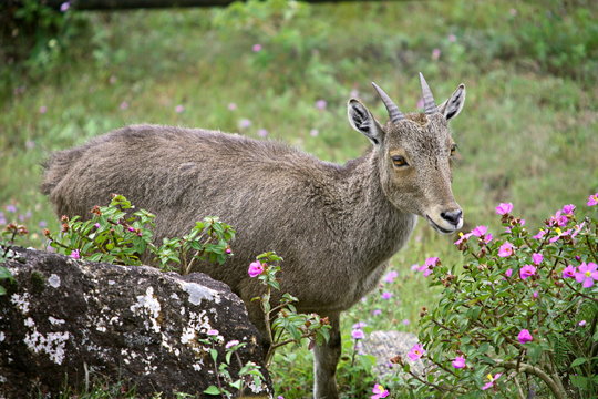 Nilgiri Thar, Hemitragas hylocres, at Eravikulam National Park, Munnar, Kerala, India