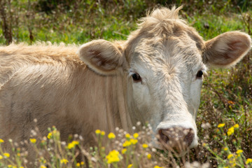 White cow seeing over the flowers