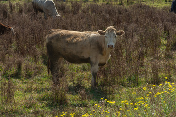 Curious white cow feeding in the field