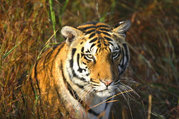 Fototapeta na wymiar Tigeress (Panthera tigris), Female at Kanha National Park, MP, India 