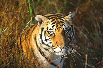Tigeress (Panthera tigris), Female at Kanha National Park, MP, India
