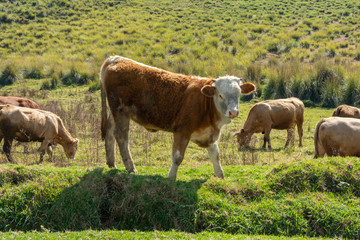 Young hereford bull in the field