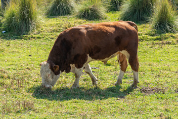 Hereford bull feeding in the field