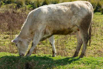 White cow feeding in the field