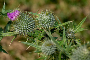 Thistle cocoons and thistle flower
