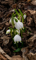 fiori bianchi di leucojum vernum