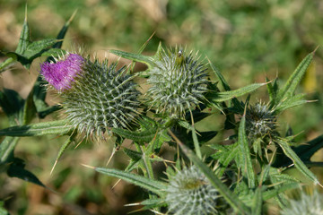 Thistle cocoon and thistle flower in autumn