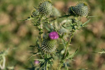 Thistle cocoon in the forest